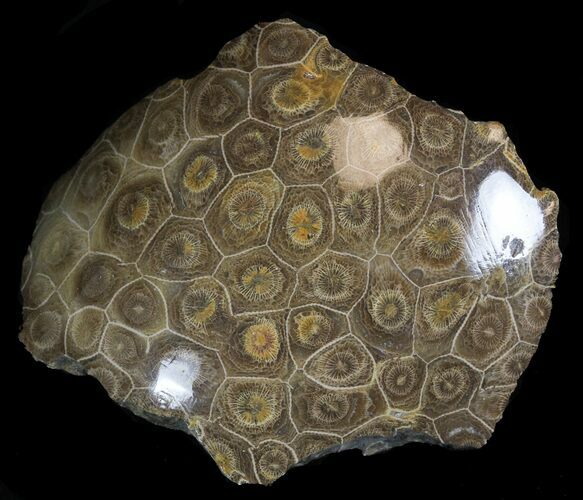 Polished Fossil Coral - Morocco #35329